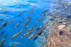 魚群