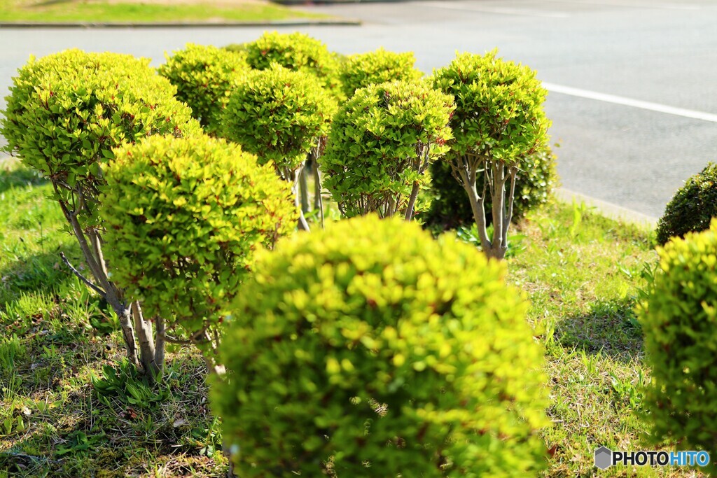 手入れされた植木