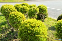 手入れされた植木