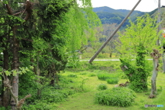 緑の庭