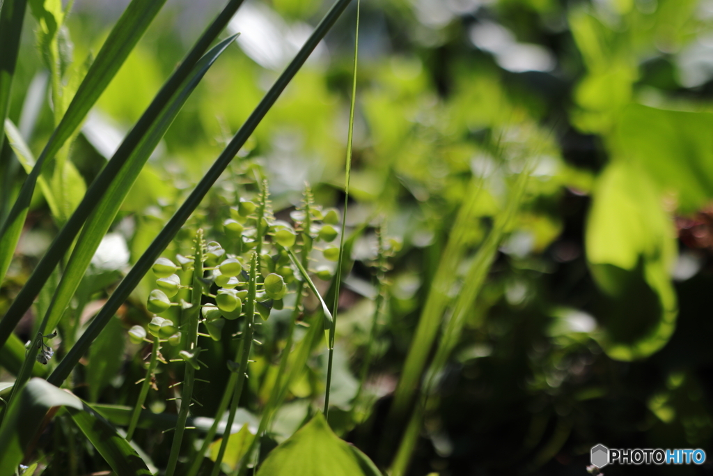 できたて植物