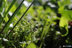 できたて植物