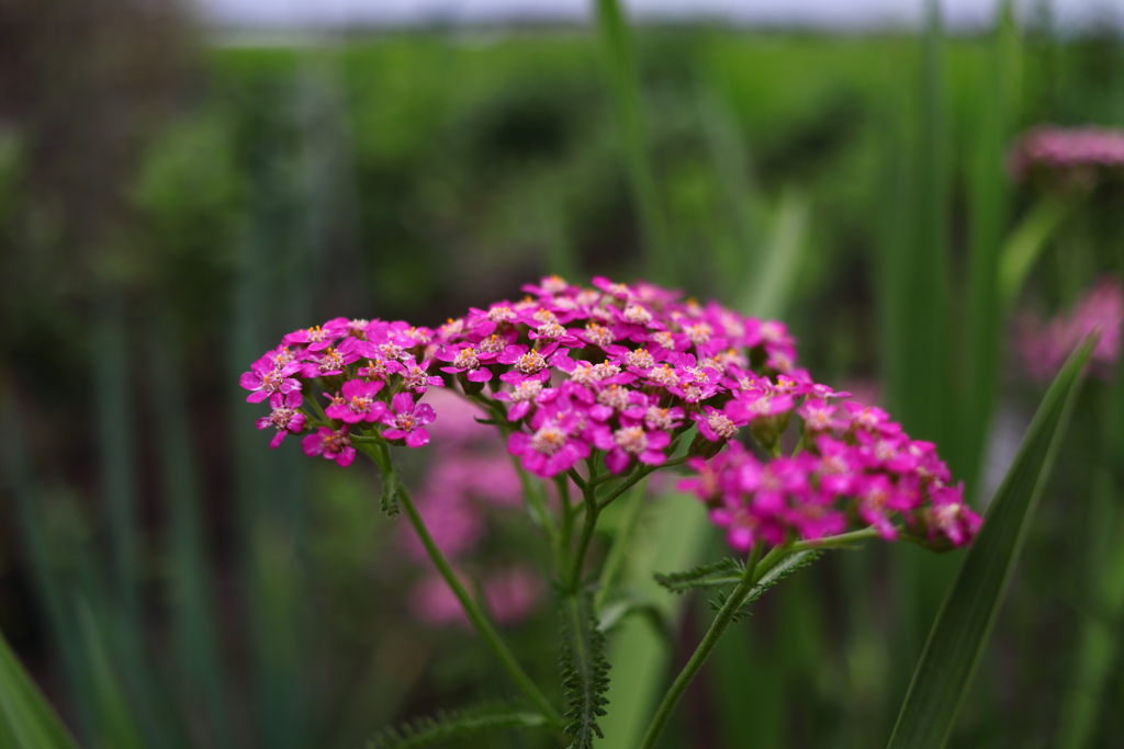 ピンクの花