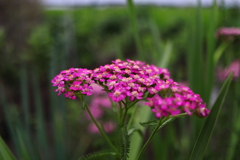 ピンクの花