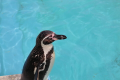 ペンギン