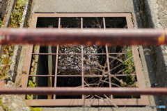 春の用水路