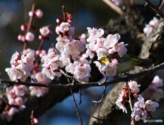 花に埋もれる