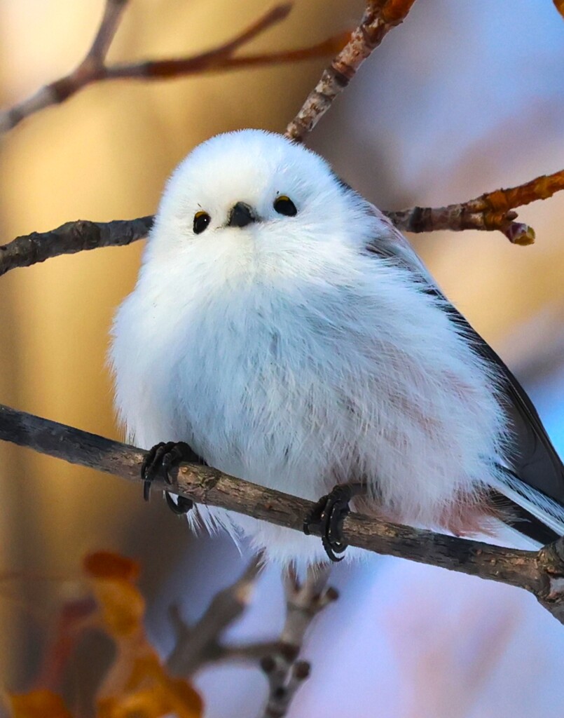 まろ