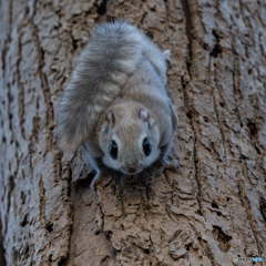 しっぽもふもふ