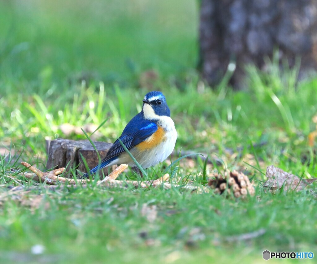 Red-flanked bluetail