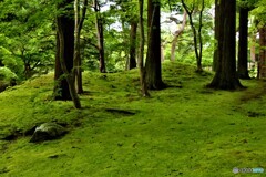 苔天国