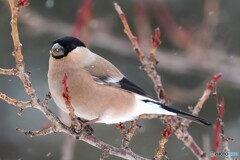 沢山食べる