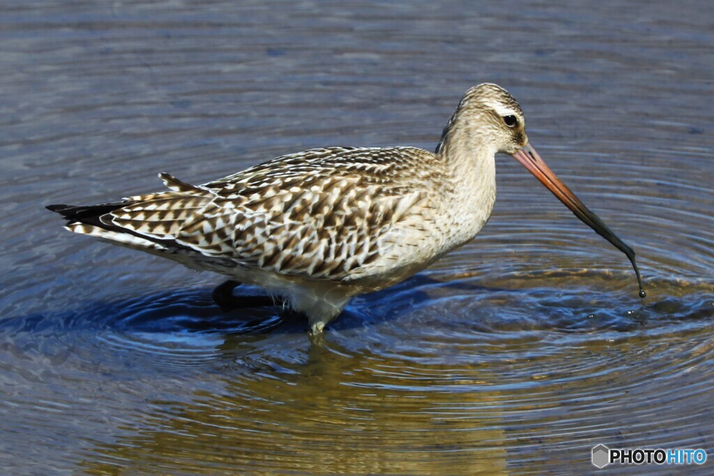 Godwit