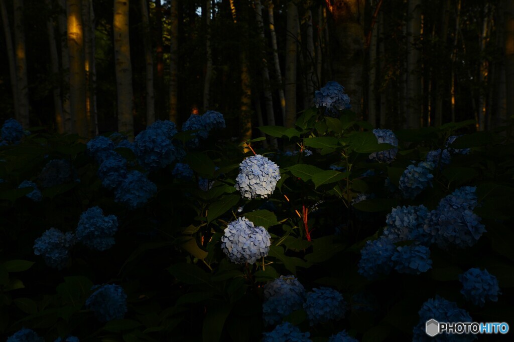 西陽の紫陽花