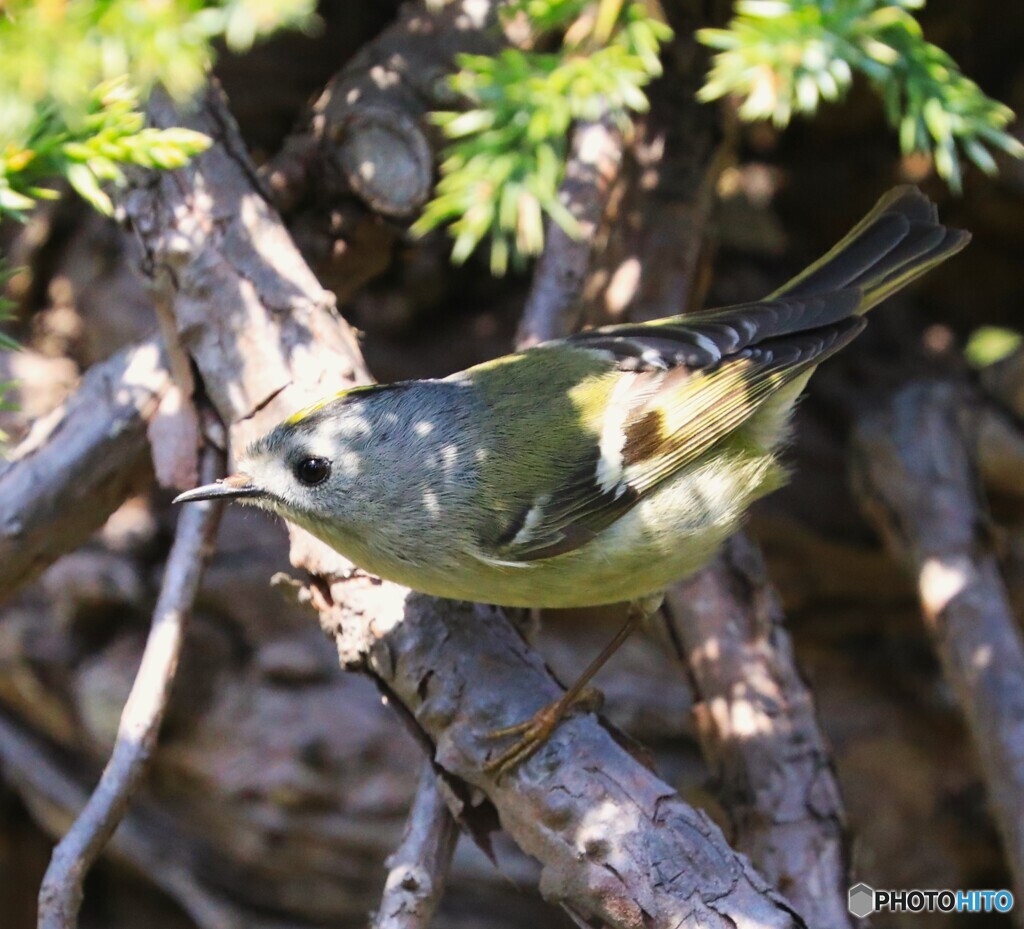 Goldcrest②
