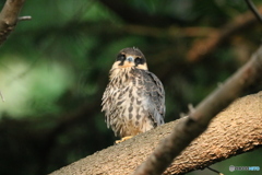 チゴハヤブサ幼鳥