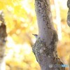 ひょっこりはん
