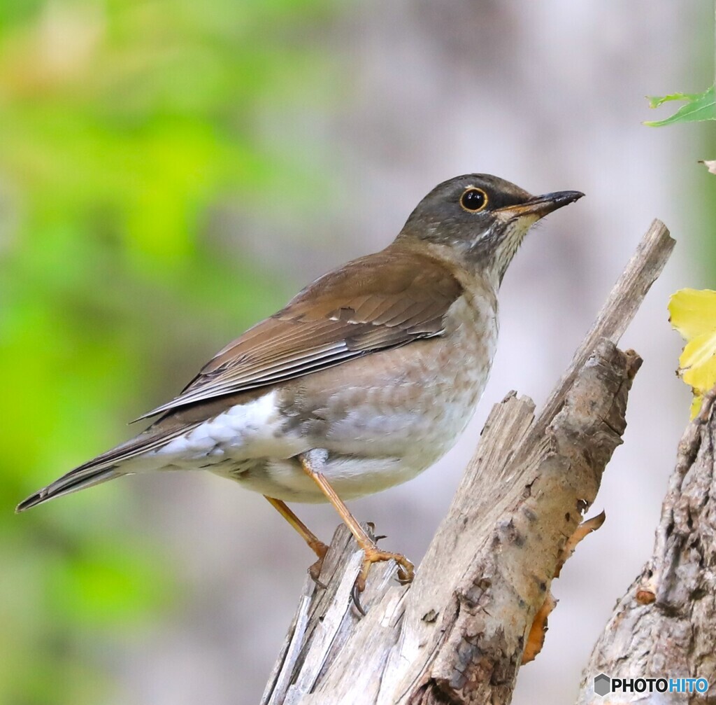 Pale Thrush