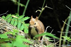 夏仕様①
