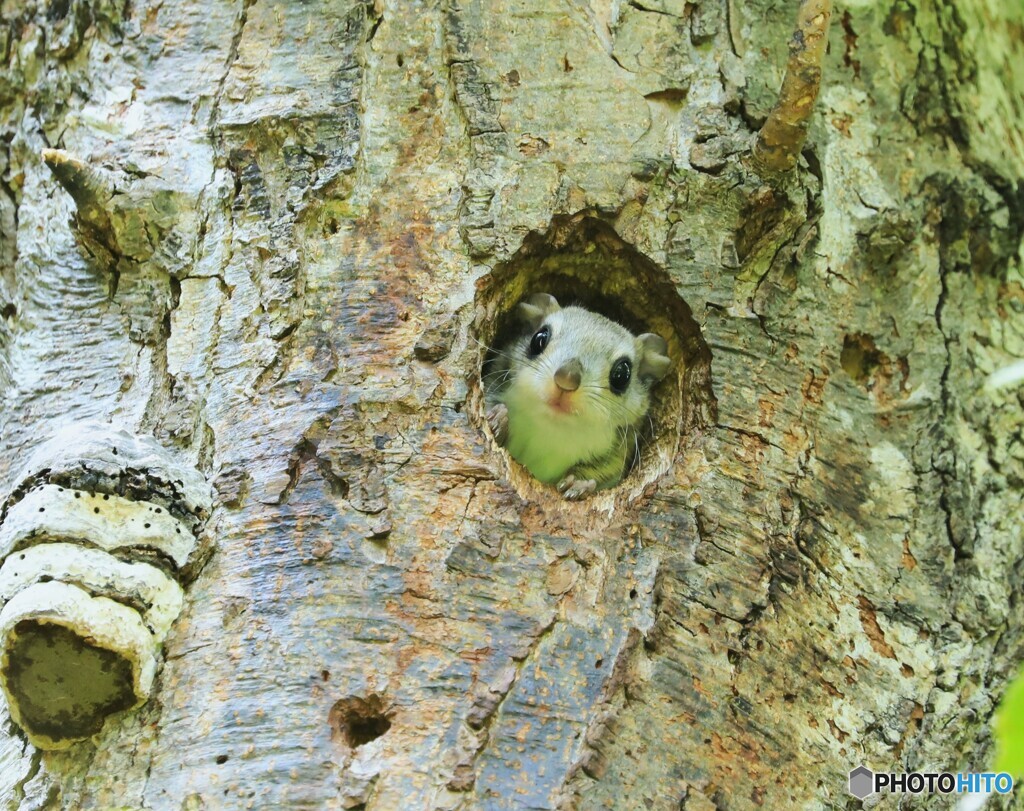 Flying Squirrel