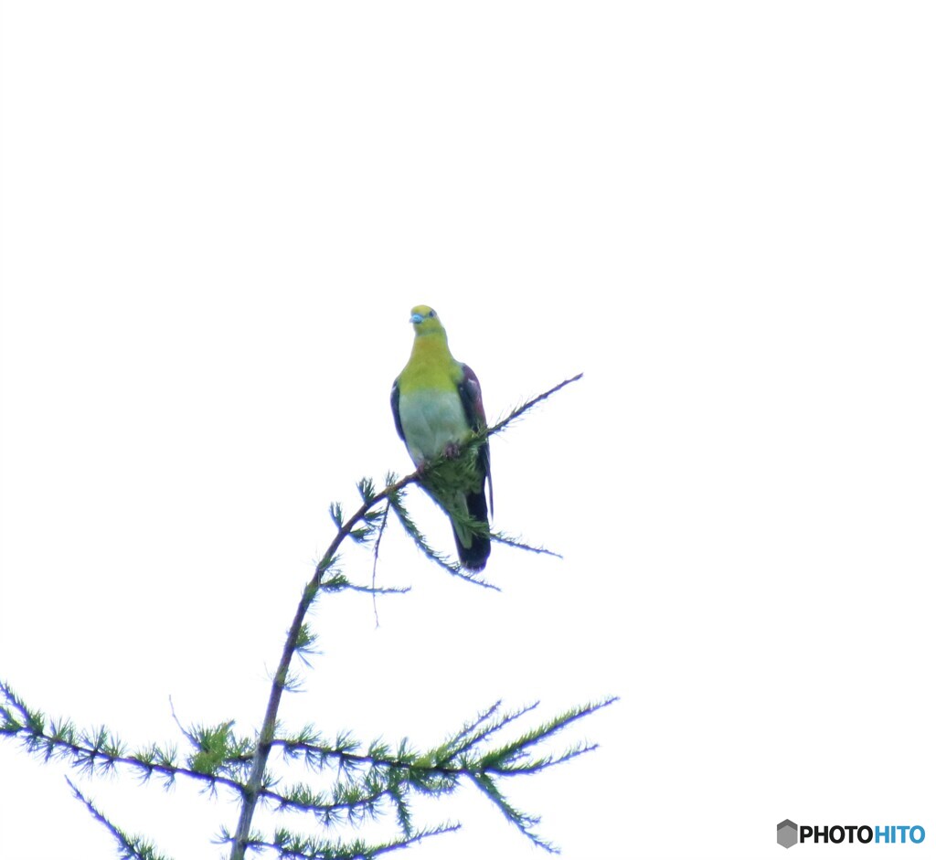 アオバト