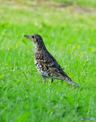 White's Thrush