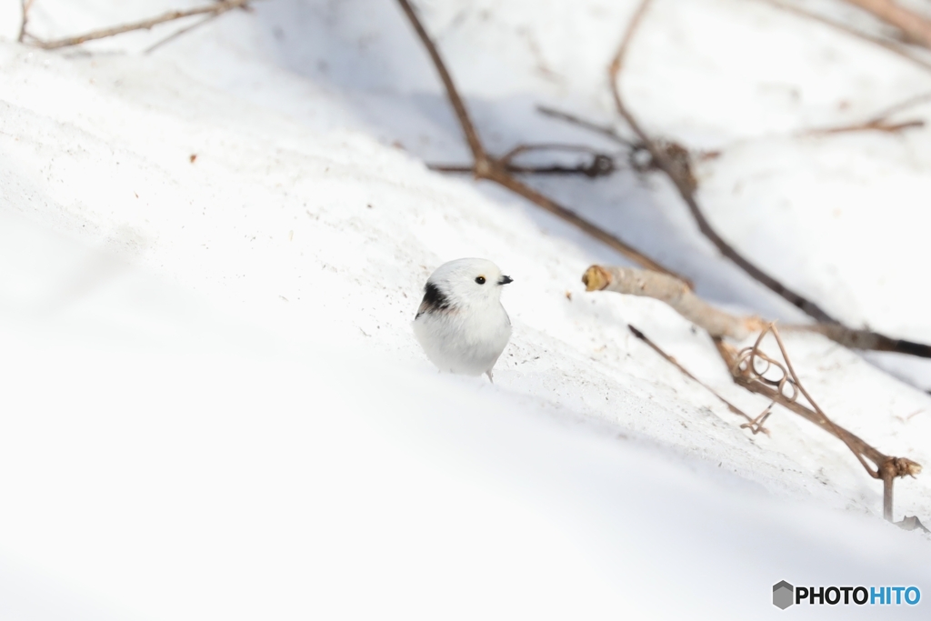 残雪