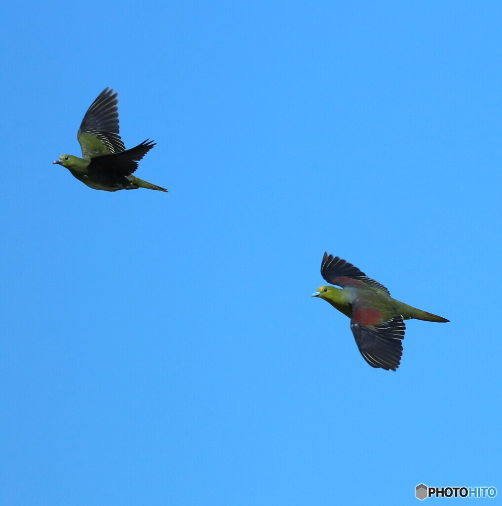 Green Pigeon