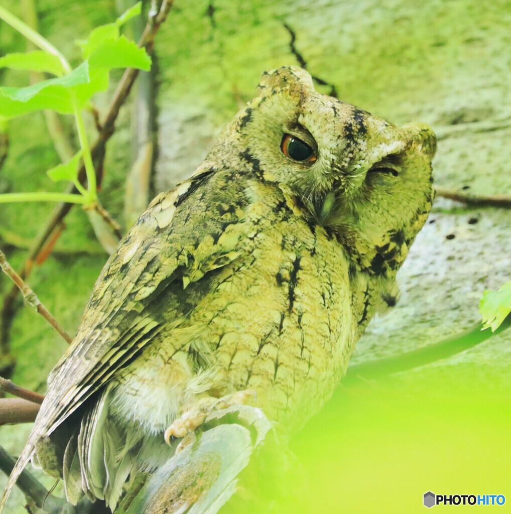 ウインク