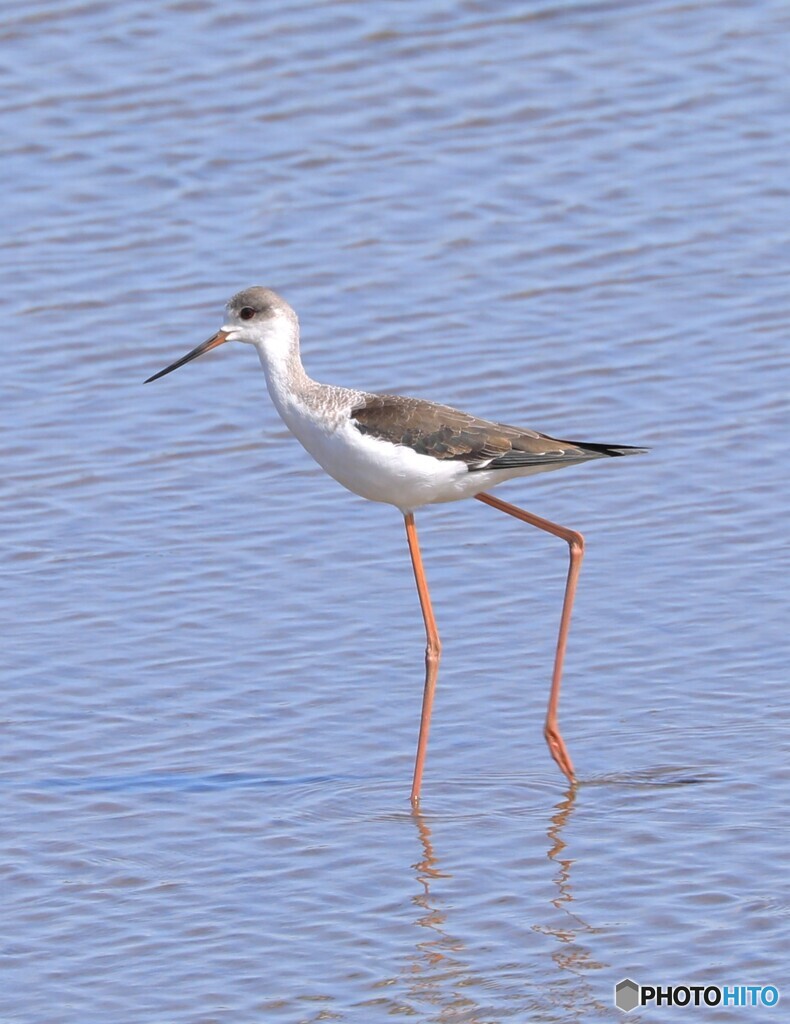 Stilt