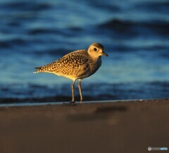 Grey Plover