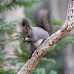 きのこモグモグ