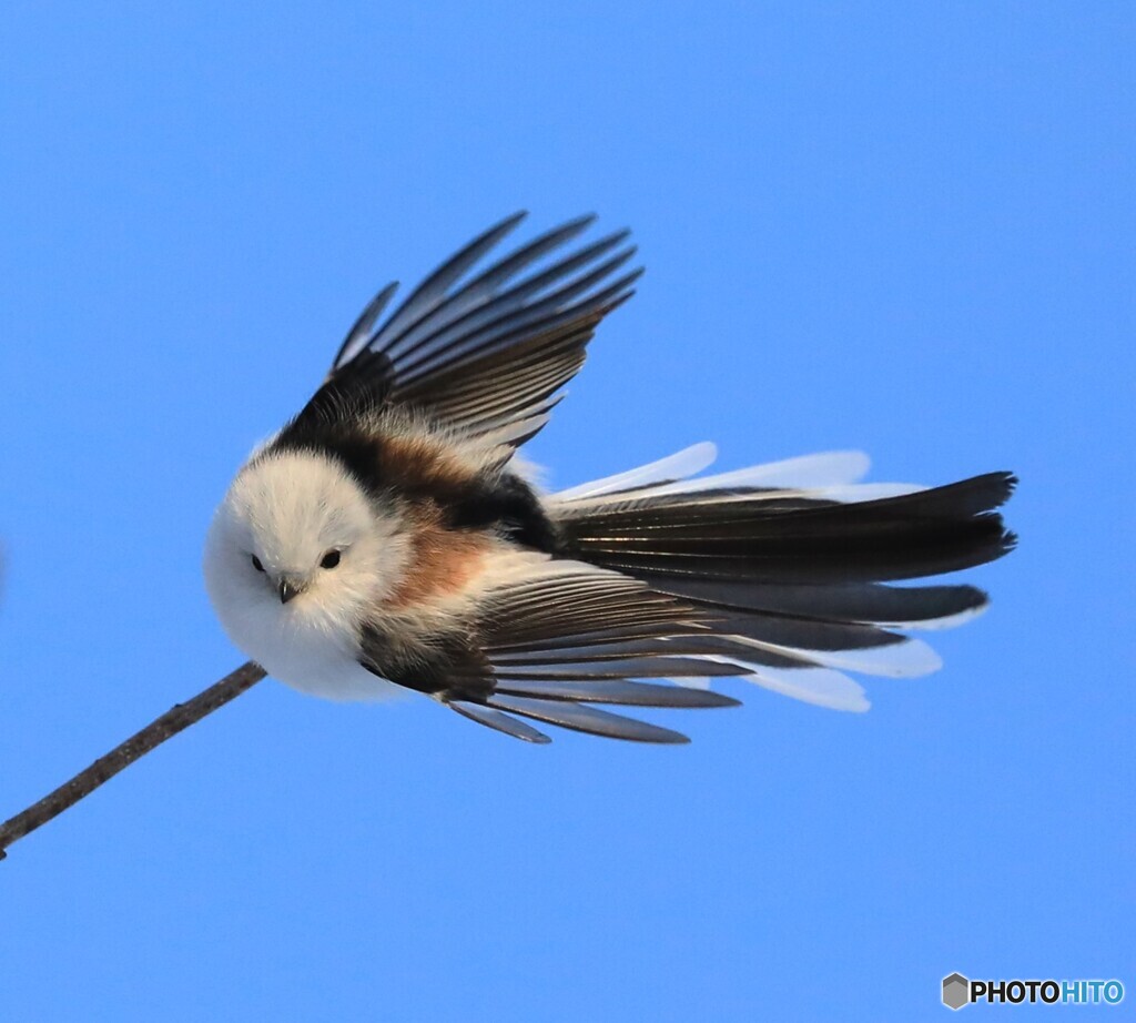 シマエナガです ❄️雪玉のように見える「シマエナガ」という日本の鳥です。 1