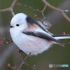 まんまる