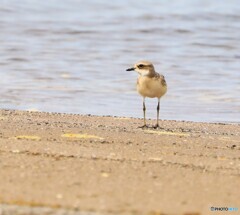 Mongolian Plover