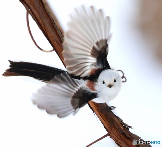 生き物写真集