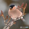 亜種アカウソ♀