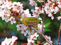 まだ降る