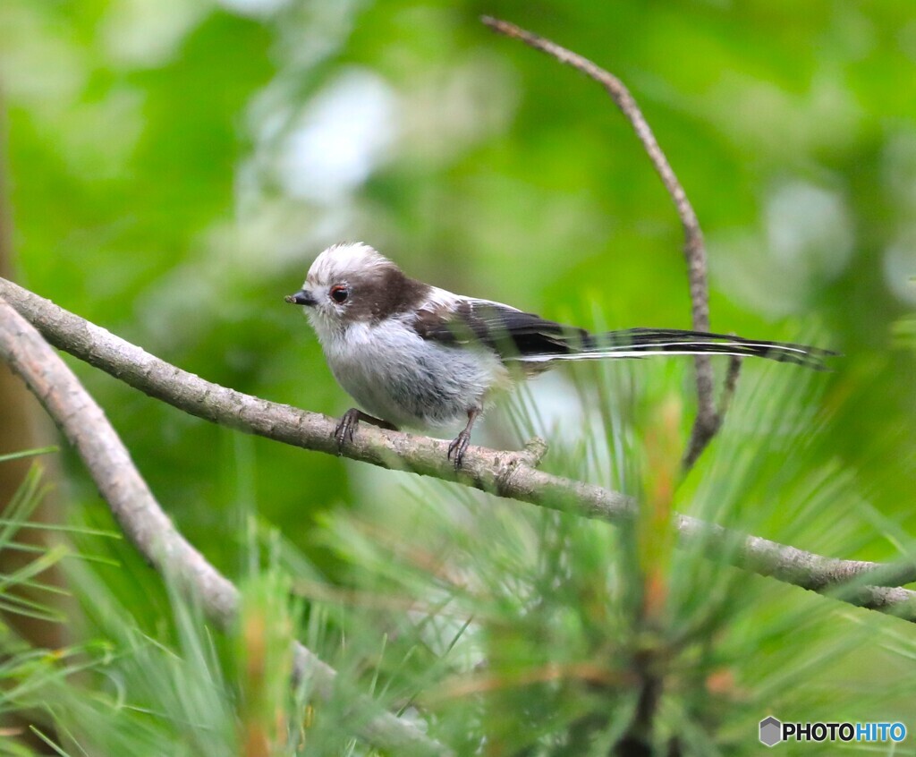 Long-tailed Tit