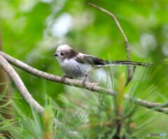 Long-tailed Tit