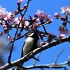 シジュウカラと桜