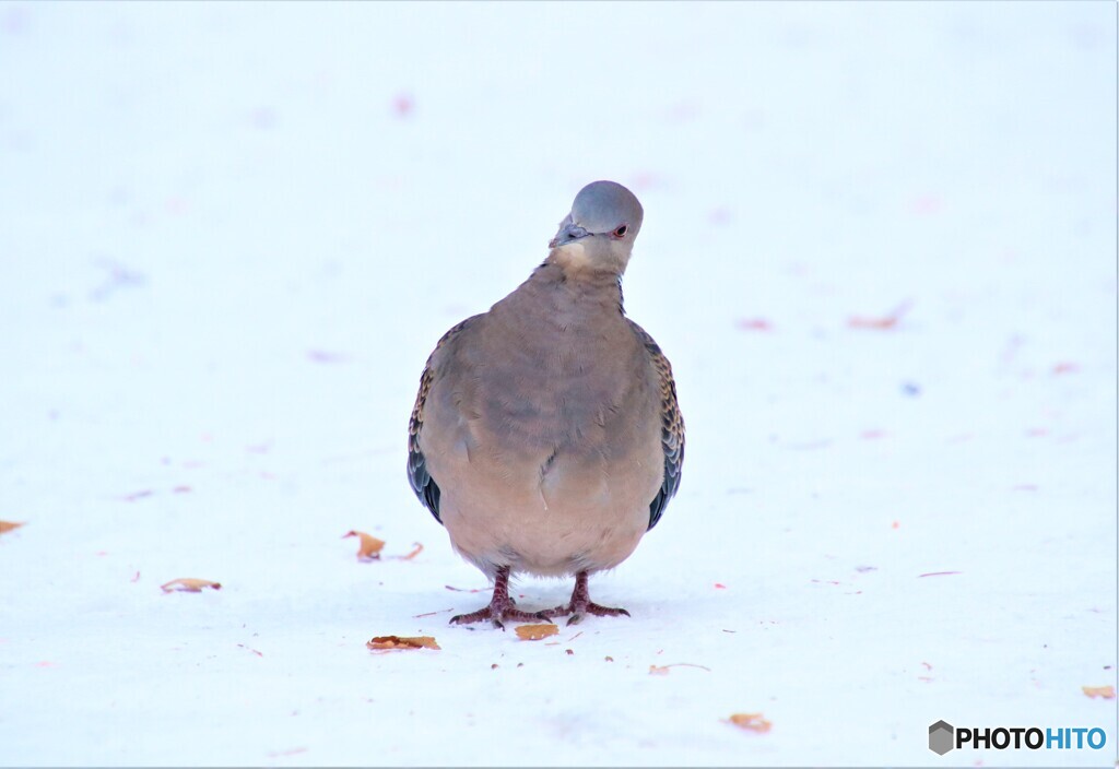 雪道のキジバト