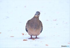 雪道のキジバト