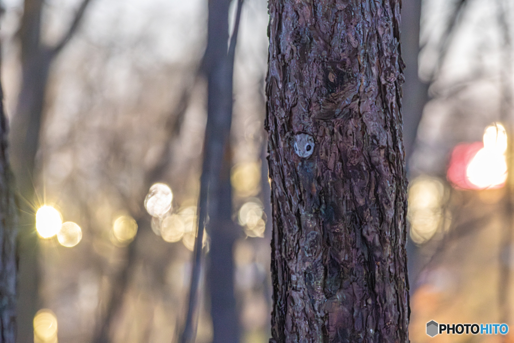 アーバンモモンガ