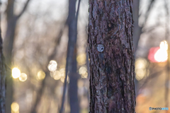 アーバンモモンガ