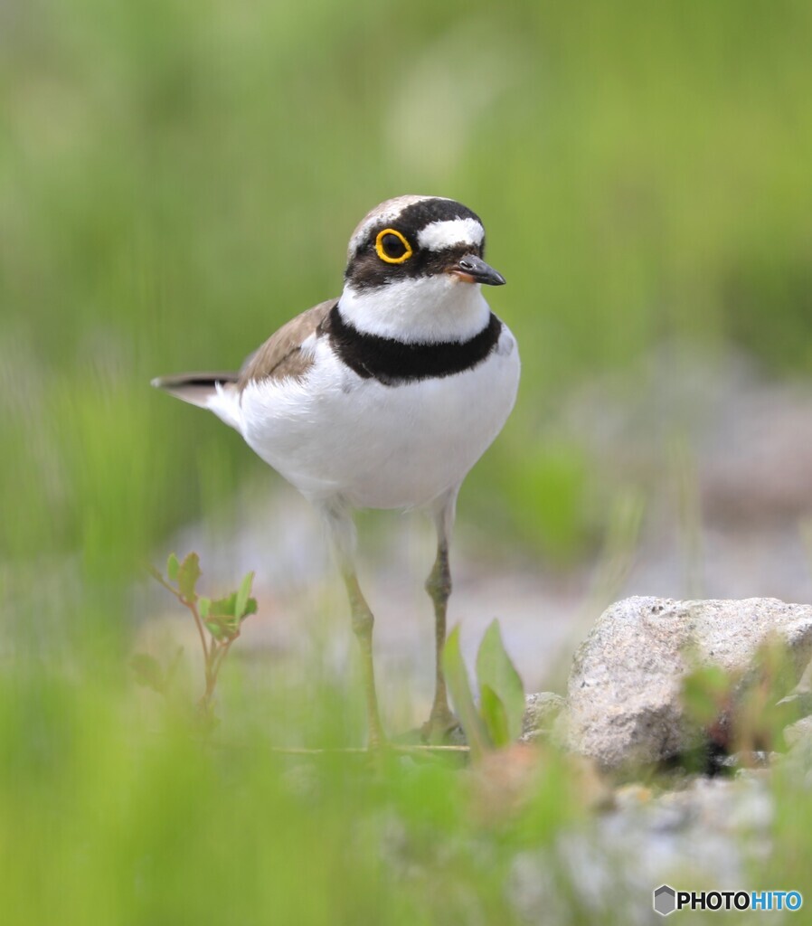 Plover