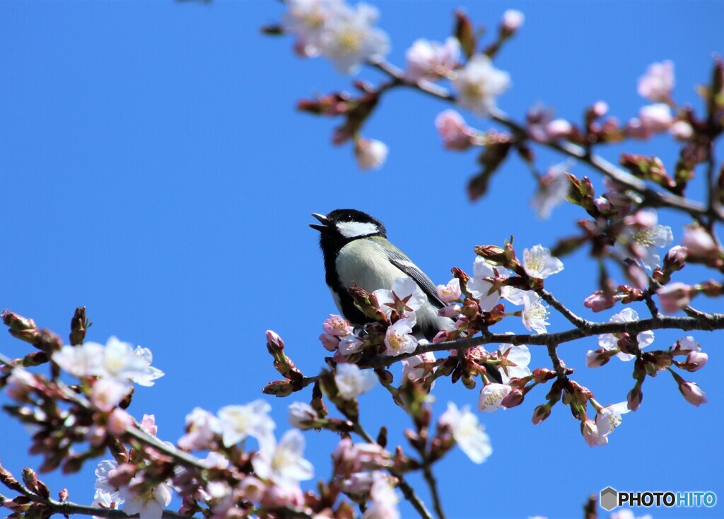 開花の報告