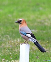 Eurasian Jay