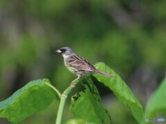 オオヨシキリに負けじと