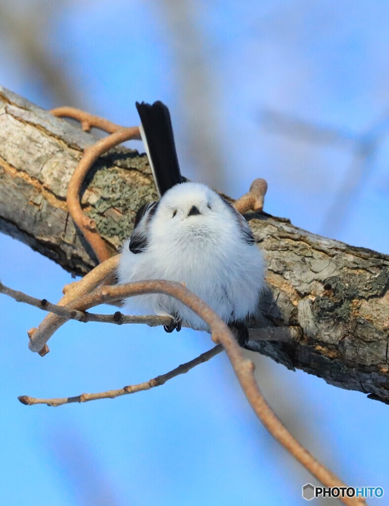 ぬいぐるみではありません